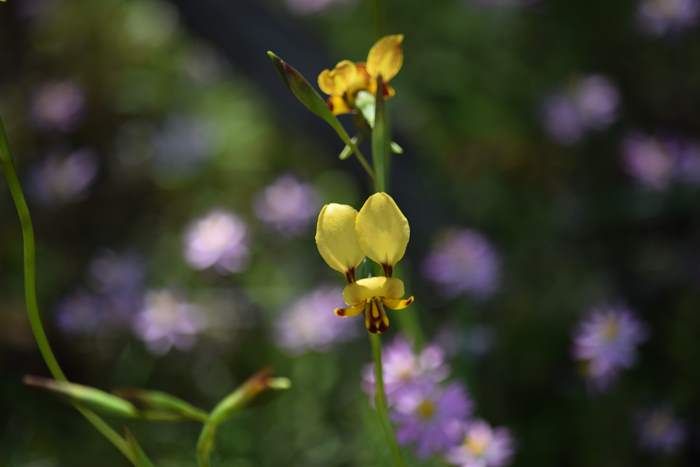 Diuris Donkey orchid Sep 2020 01.JPG